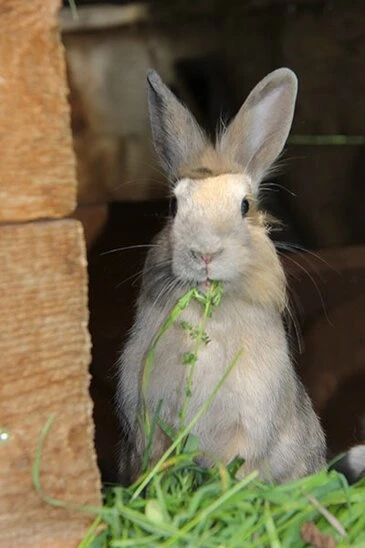 Hase im Stall