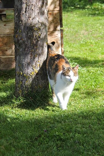 Katze im Garten