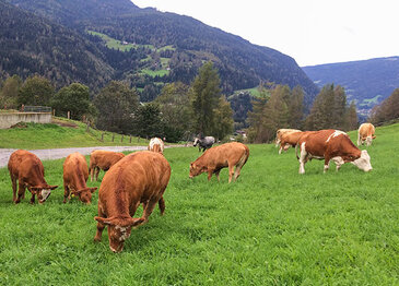 Kühe auf der Weide